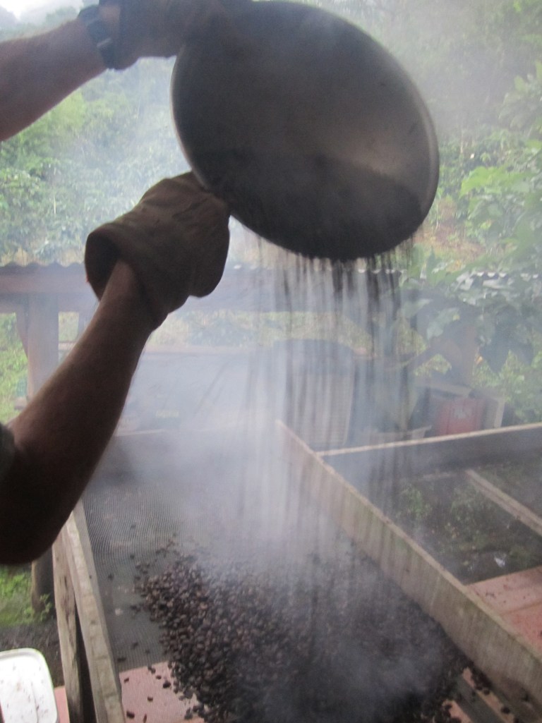 Bob's home grown, processed, and roasted coffee