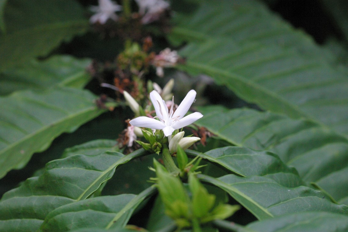 Robusta flower (also full of potential?)