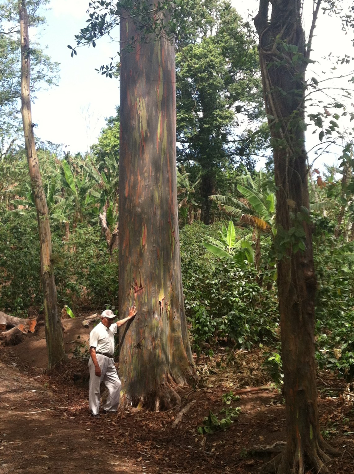 Don Villa with the first tree he planted on his farm, a eucalyptus in 1976