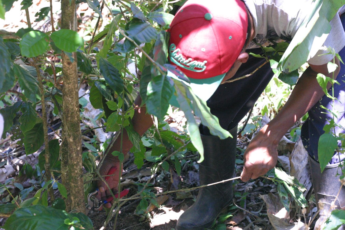 Federico attempts to revive his trees through pruning