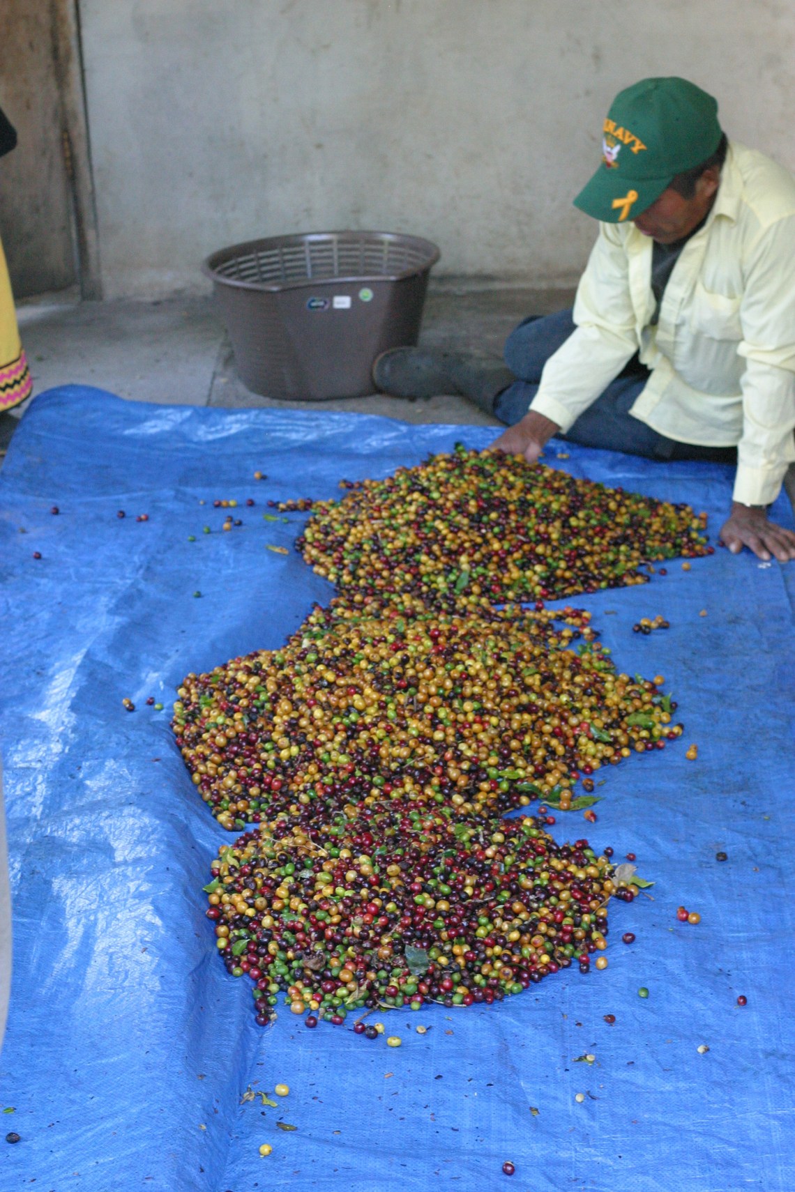 Hand sorting the end of the harvest when trees get   stripped.