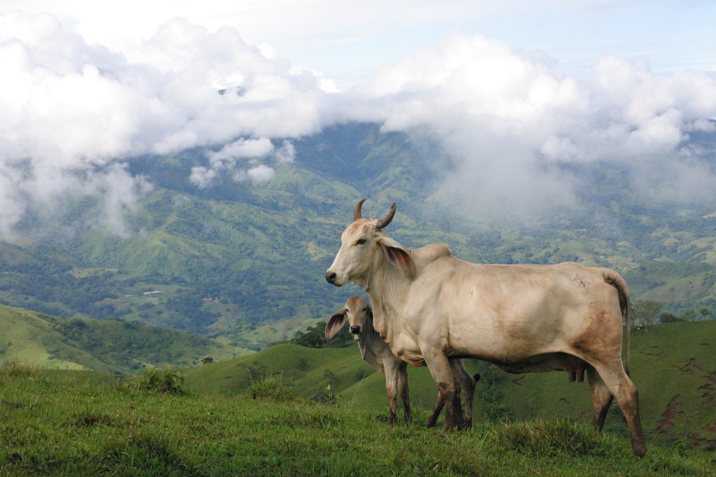 Cows of Pruriscal