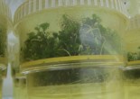 Hybrid plantlets generated via somatic embryogenesis