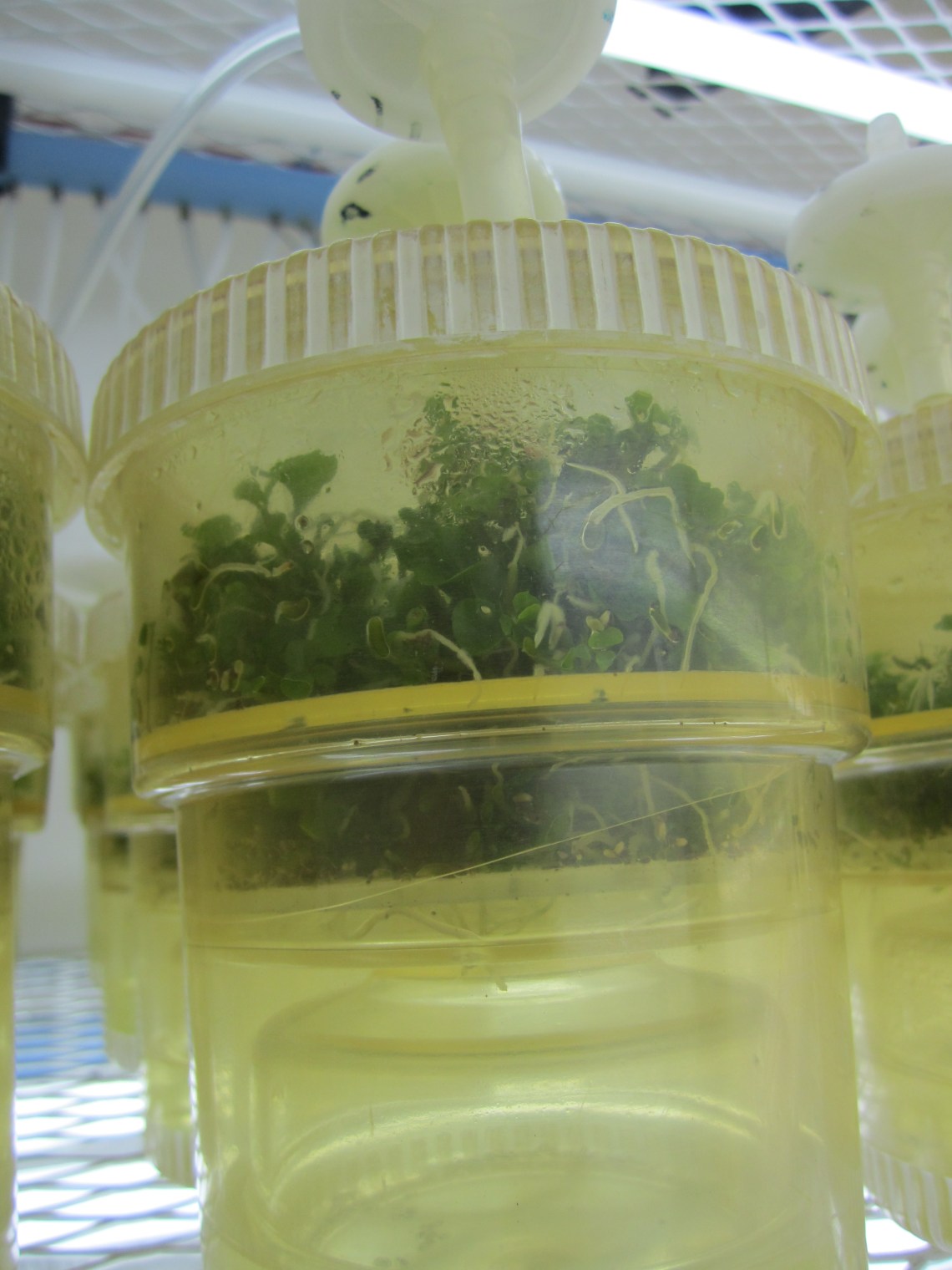 Hybrid plantlets generated via somatic embryogenesis 