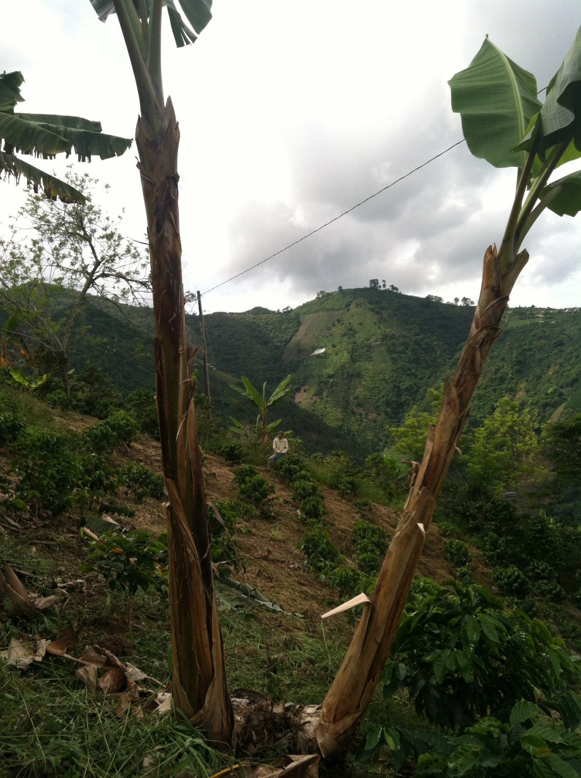 This is a cafetal and nothing else.