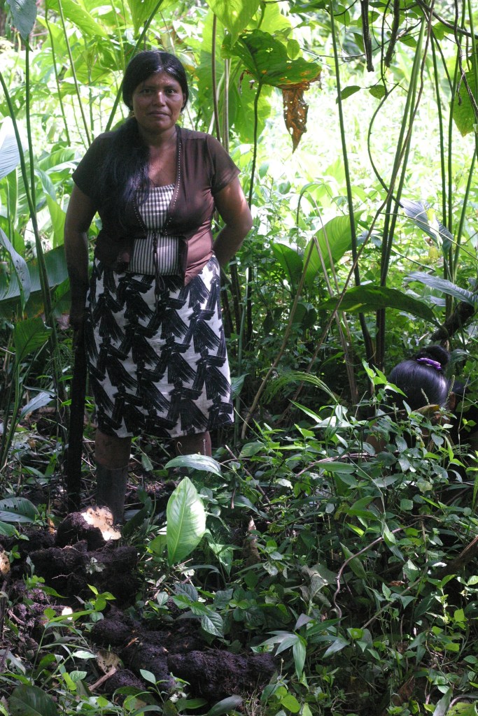 Ngöbe women digging up ñampi from their mangrove finca. Note the tool.