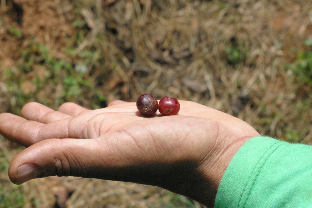 Broca bore holes ruining perfectly good cherries...