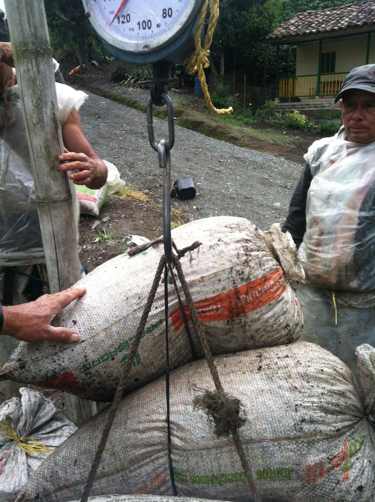 Weighing in in Chinchina.