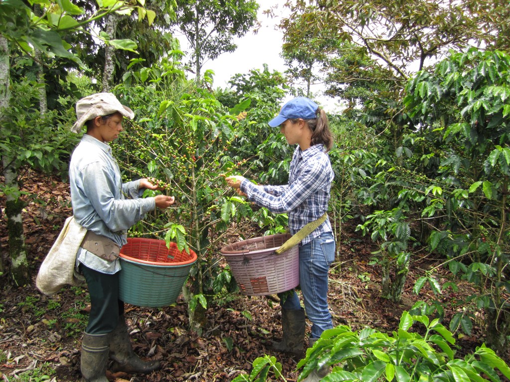 Picking with Sonia in Turrialba