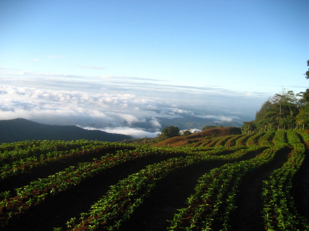 Coffee tree seedlings ready for transplant