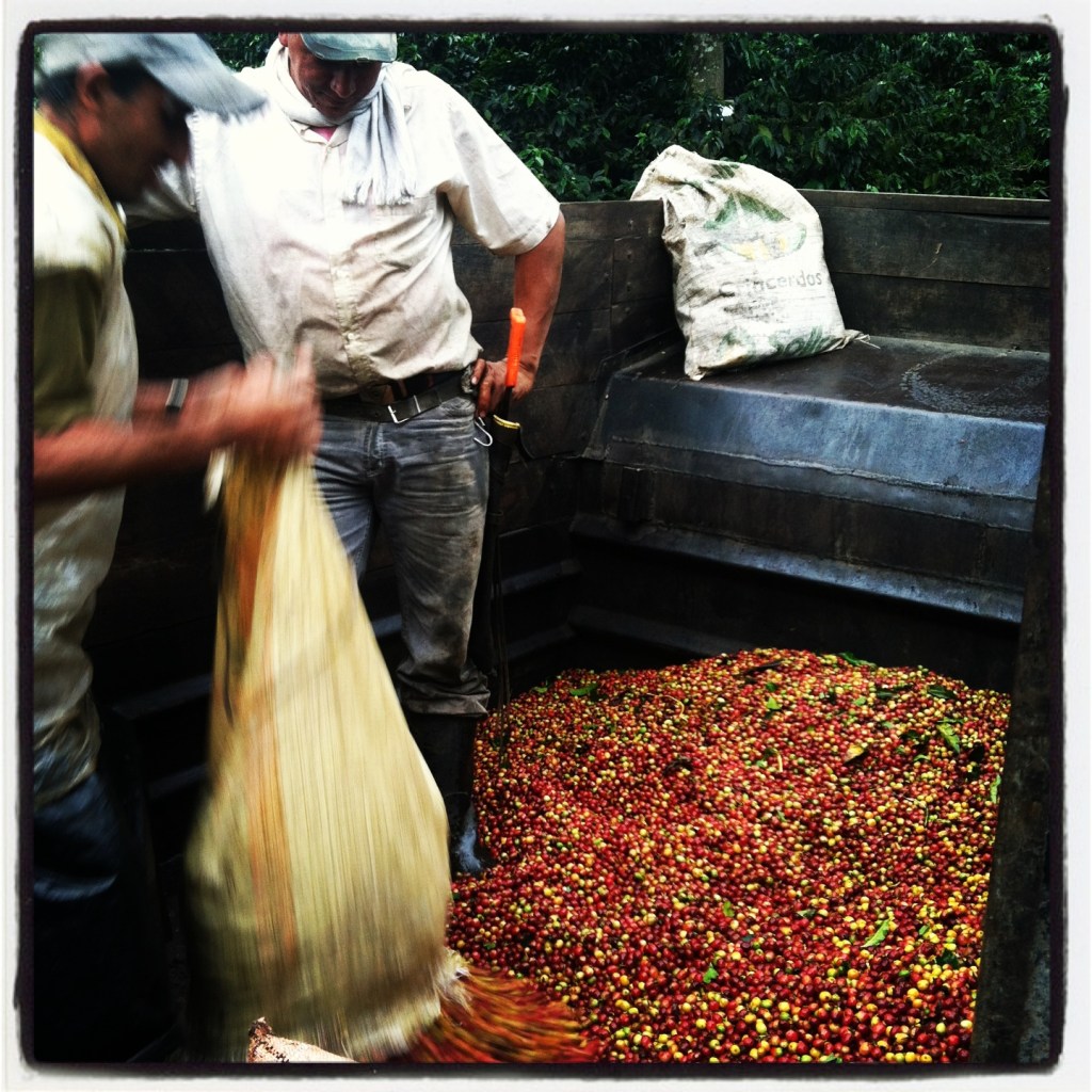 Measuring fresh picked coffee cherries at La Meseta