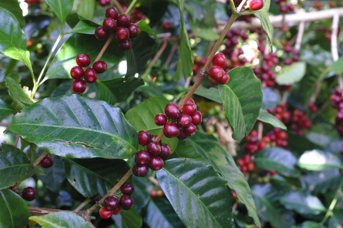 Don Tito is 100% Boquete born and raised. So is his coffee.