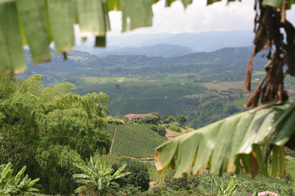 Coffee hills in El Trebol outside of Chinchina