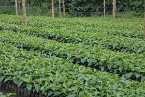 Growing Colombian Coffee