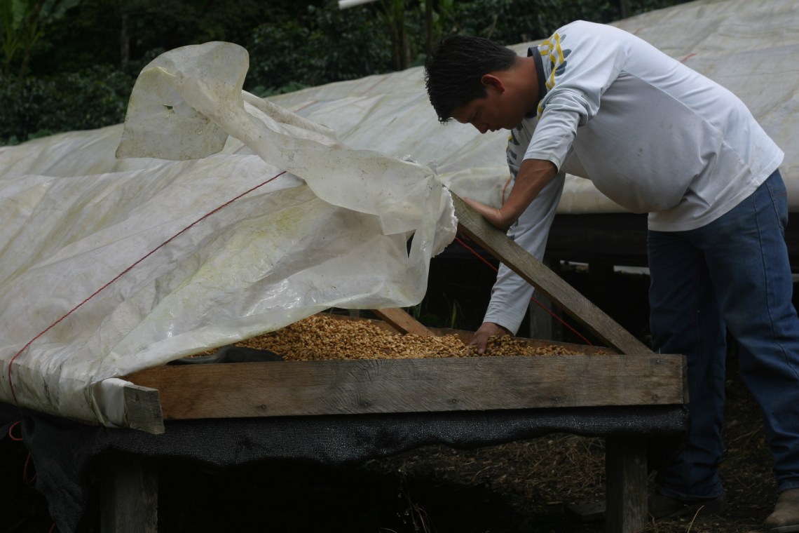 Jose Raul manages a Panamanian coffee finca and makes many decisions while the owners are on the other side of the world.
