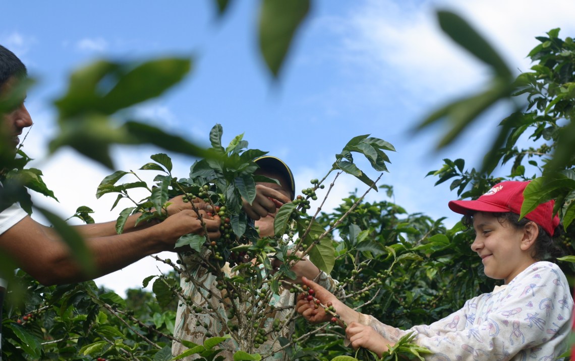 Happily at work in La Potenciana, Costa Rica.