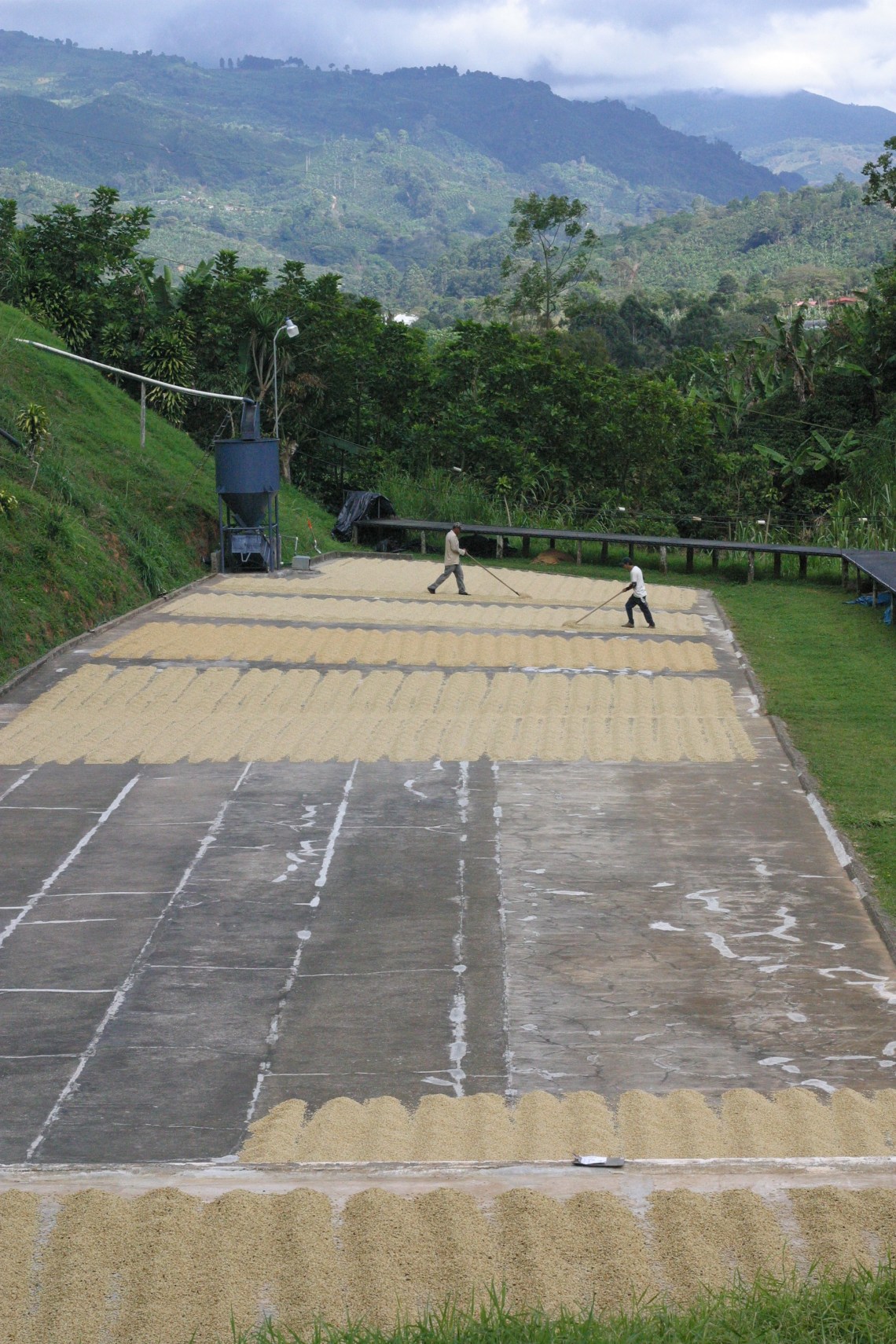 Raking at La Candelilla in San Marcos, Costa Rica