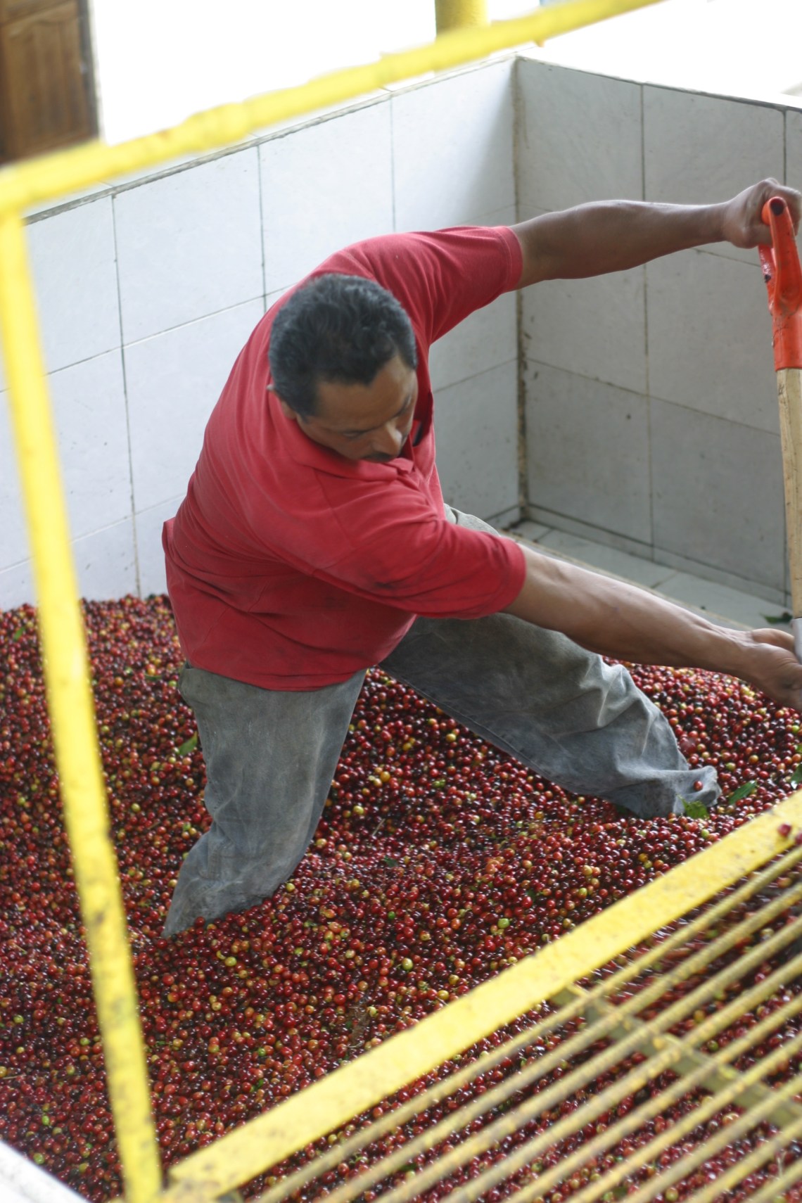 Getting ready to depulp and wash at the beneficio