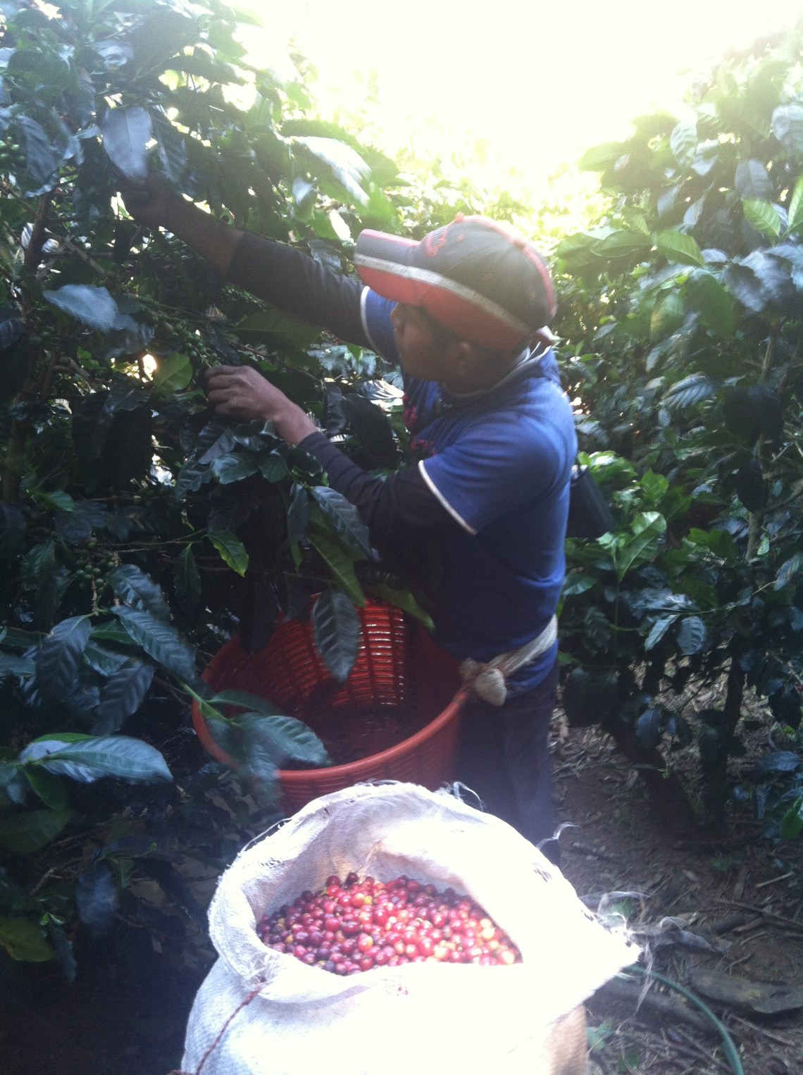 Cherry by cherry, pickers struggle to make a living, but so do their employers