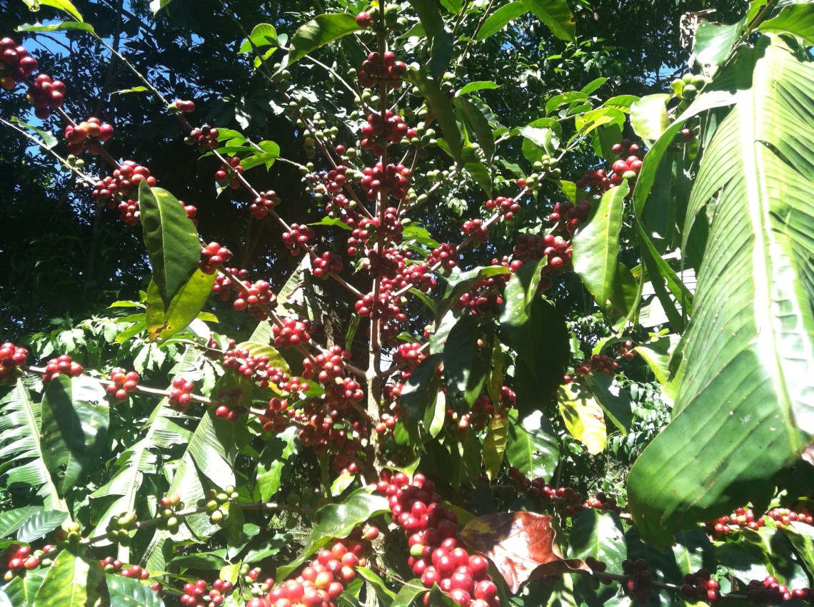 Coffee porn on Finca La Milagrosa. This coffee leaves Panama to traverse the world