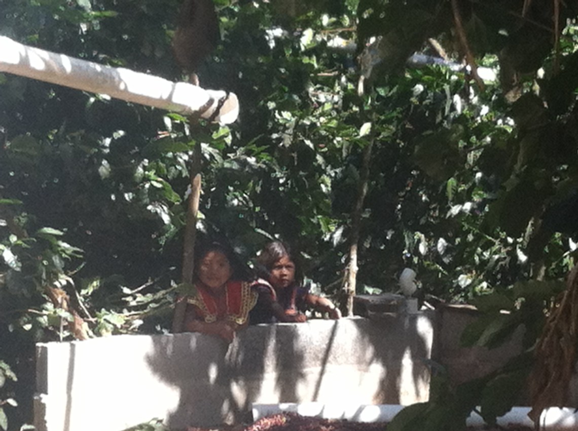 Ngobe girls playing in the cafetal (and spying on visiting gringos) 