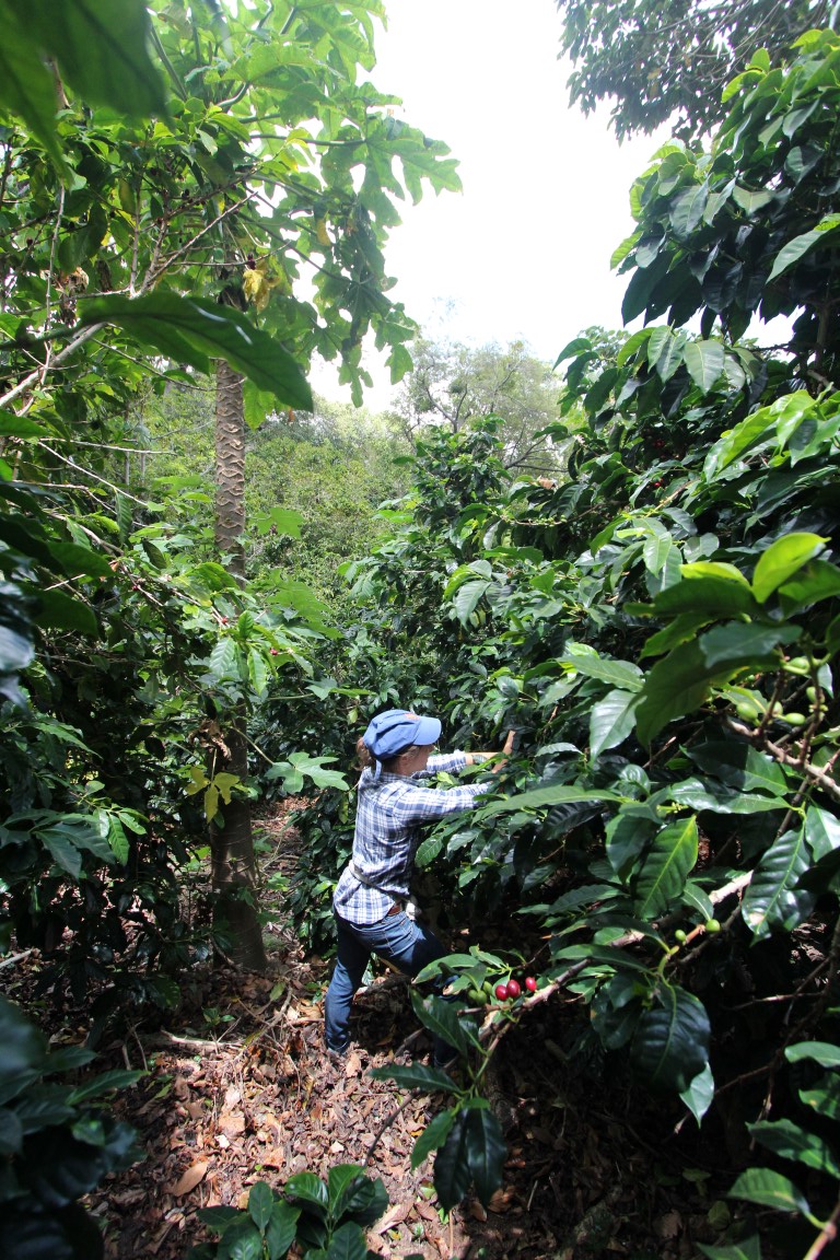 Picking coffee on Finca Elida in Panama, one of the farms PT's sources from. Photo credit: Marc Peterson