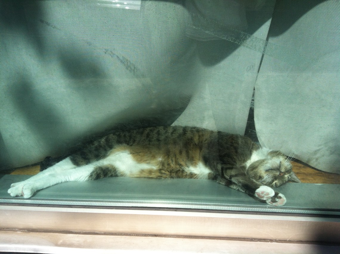 It might be nighttime down under, but it's coffeetime in Brooklyn.