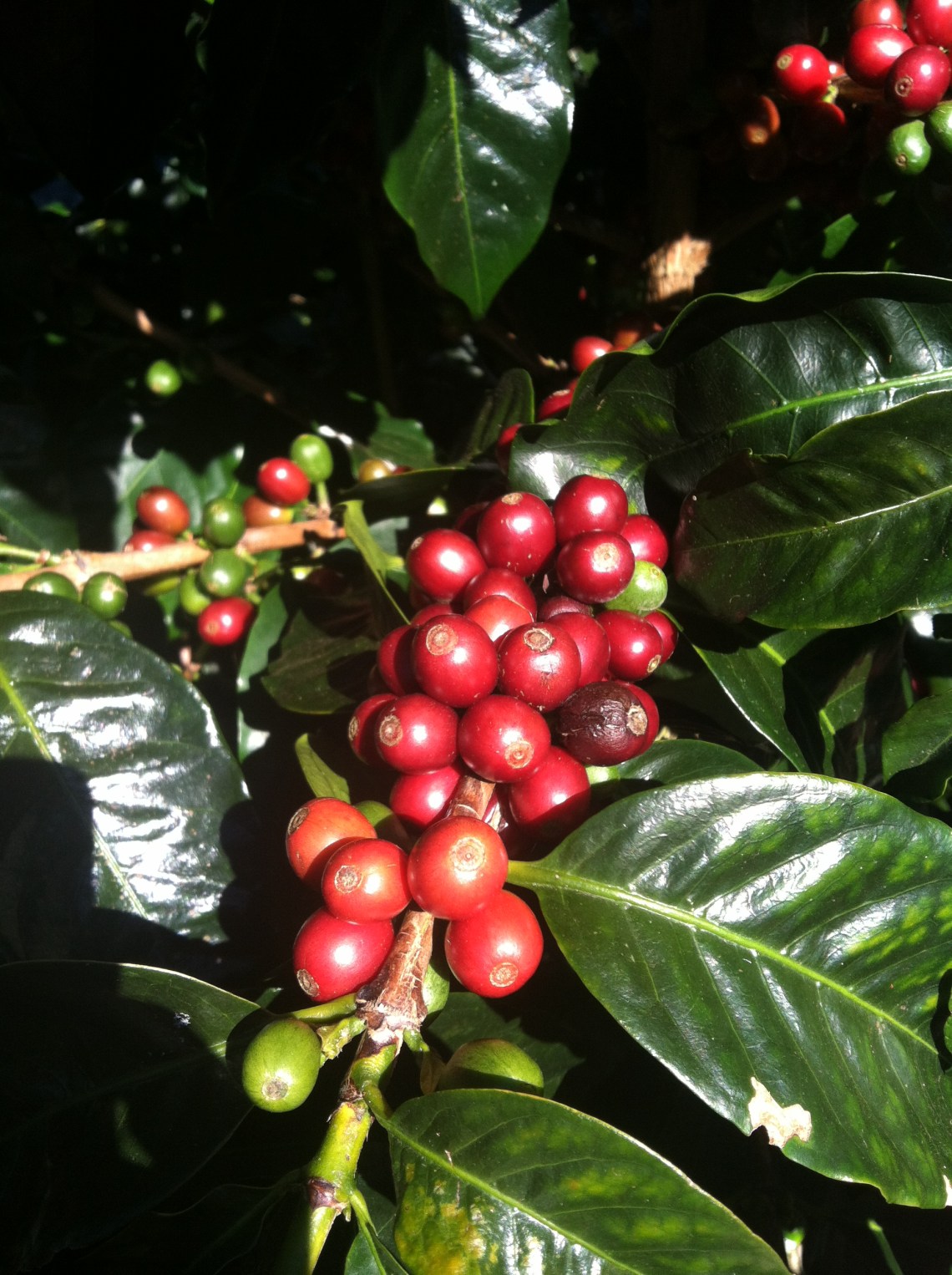 Don Tito's seeds on trees