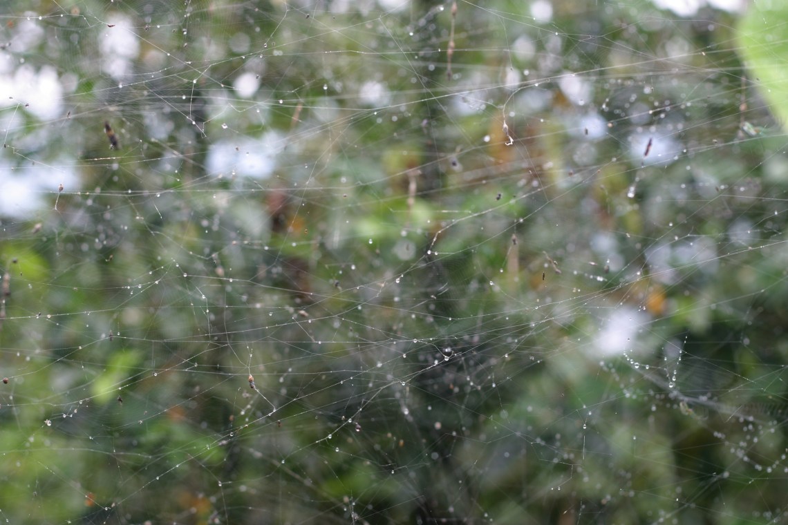 Cosmos? Or a spider web on Lukas's farm last year?